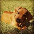 Brown dog with expressive eyes in vibrant poppy field.