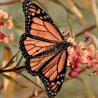 Monarch butterfly resting on pink blossoming branch