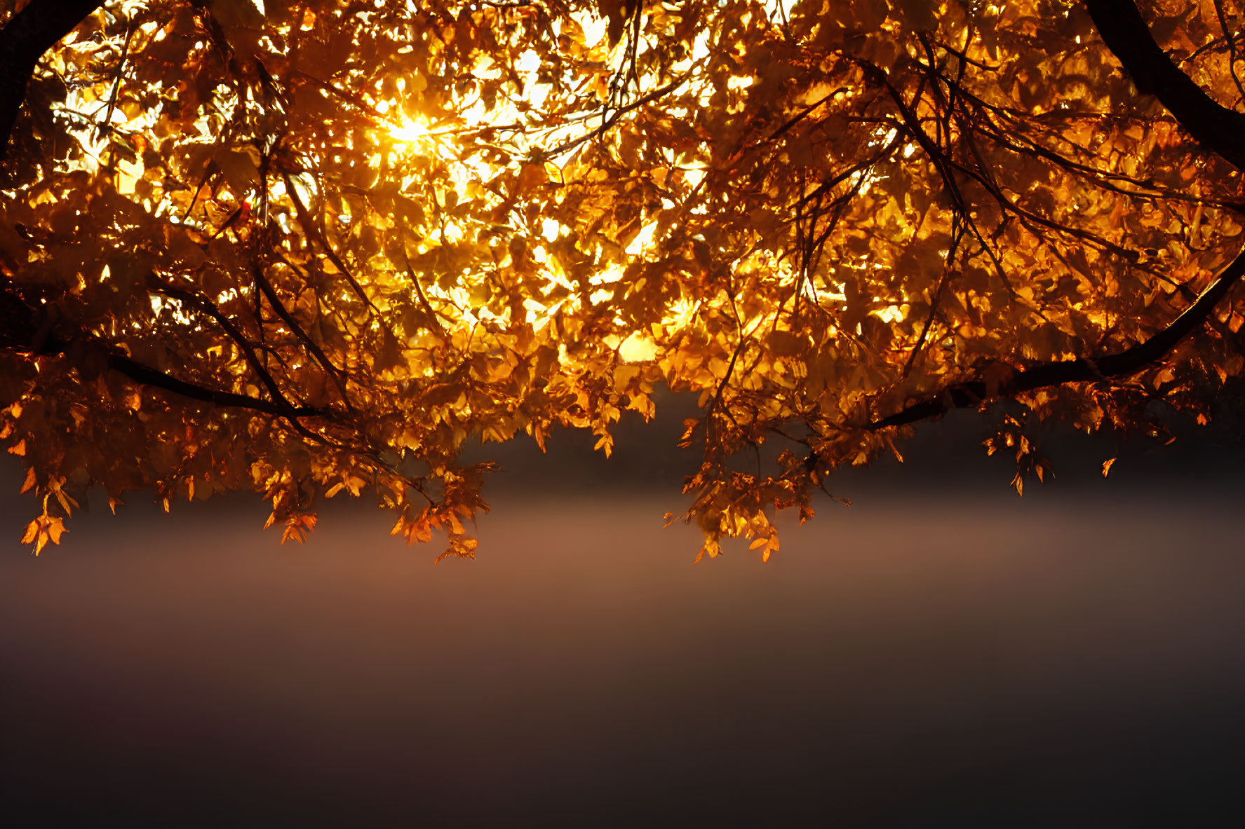 Autumn tree branches with sunlight filtering through golden leaves.