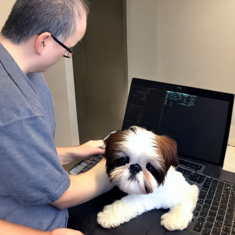 Person typing on laptop with Shih Tzu dog on desk