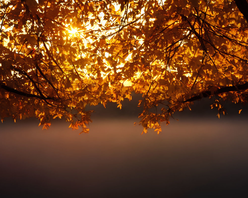 Autumn tree branches with sunlight filtering through golden leaves.