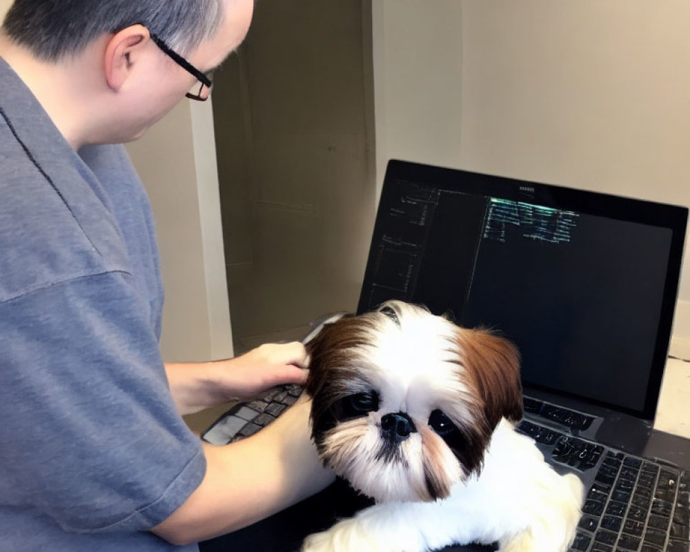 Person typing on laptop with Shih Tzu dog on desk