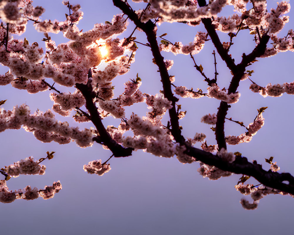 Pink Cherry Blossom Branches in Twilight Sky