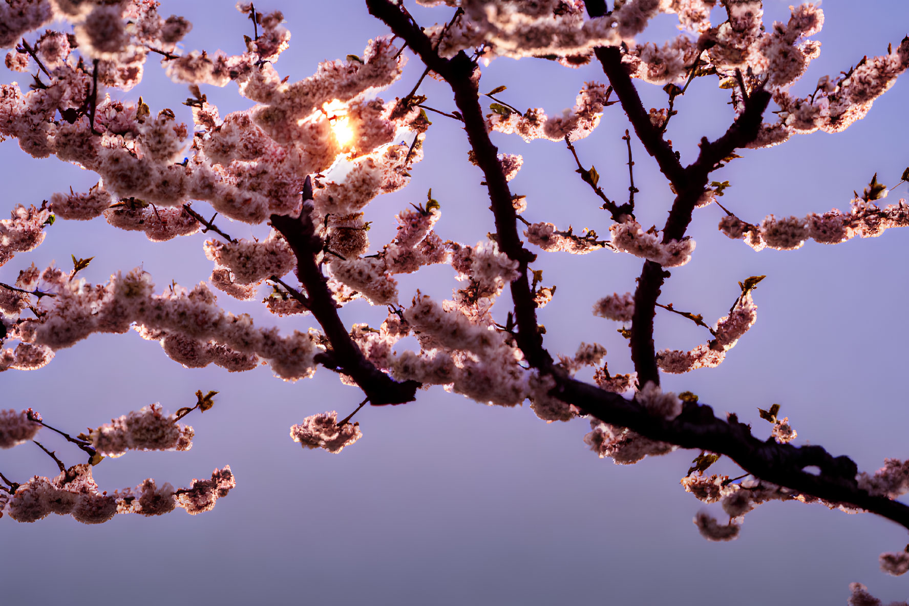 Pink Cherry Blossom Branches in Twilight Sky