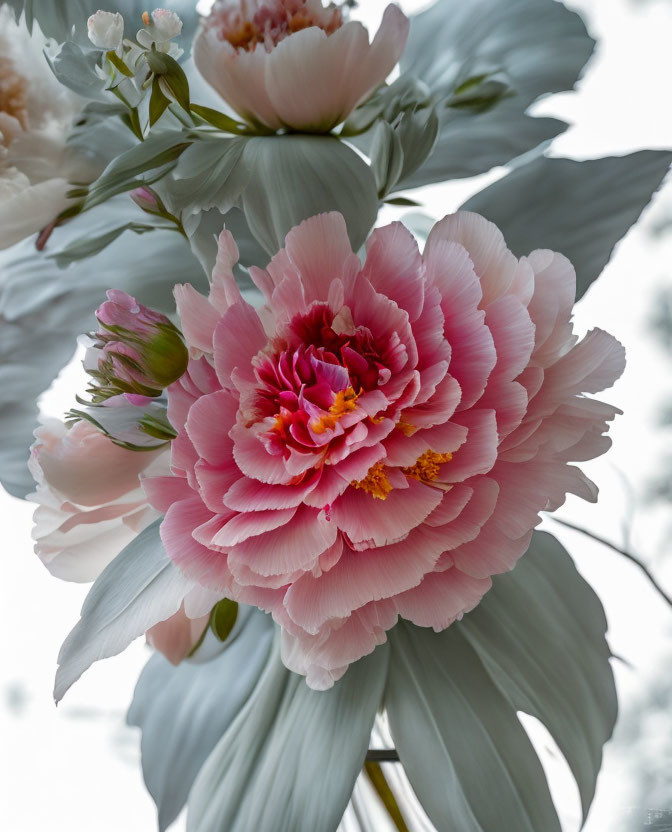 Delicate pink peony with yellow stamens and buds on pale sky background