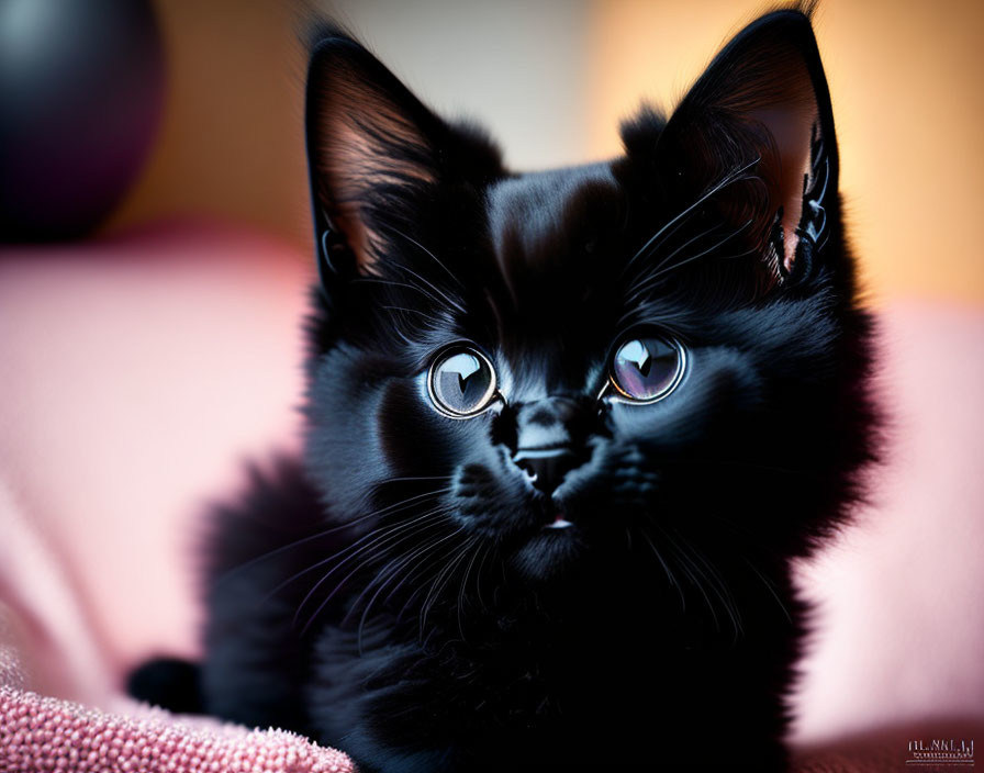 Black Kitten with Glossy Fur and Green Eyes on Pink Surface