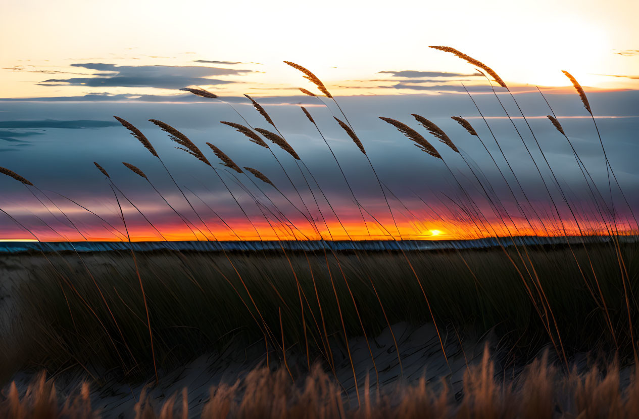 Vibrant beach sunset with tall grass silhouettes