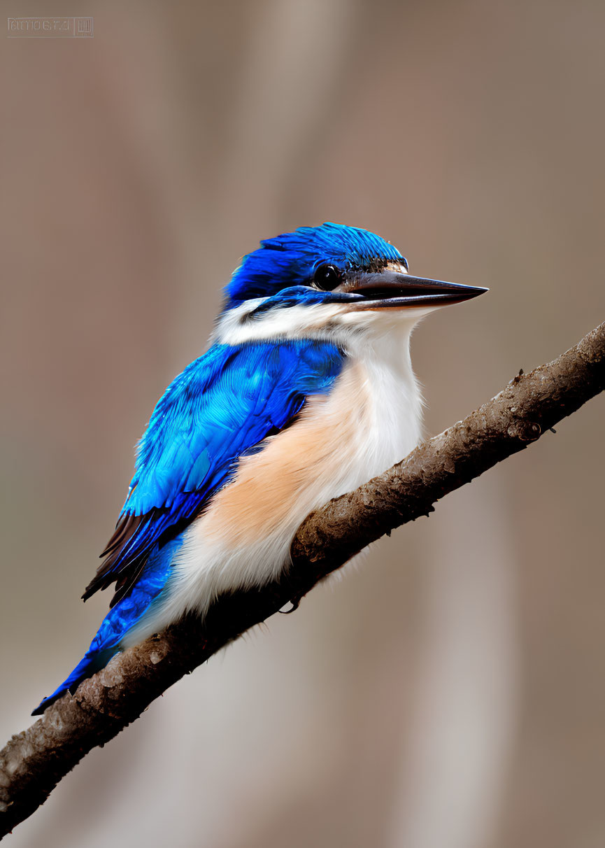 Blue and White Kingfisher on Brown Branch with Soft Background