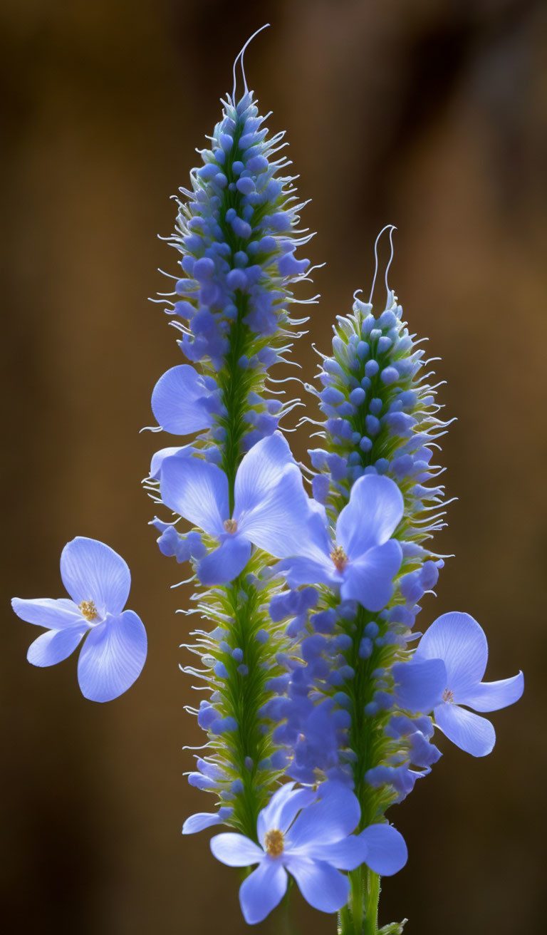 Blue Flowers with Delicate Petals and Prominent Stamens on Tall Green Stalks