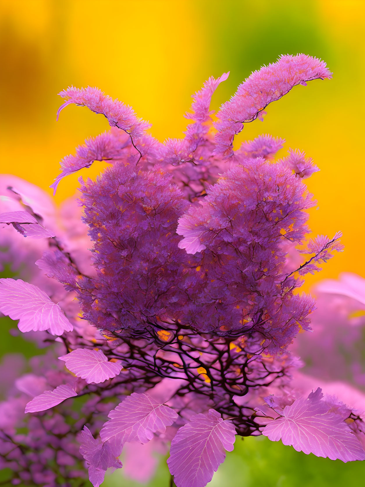 Purple Foliage with Feather-like Flowers on Blurred Background