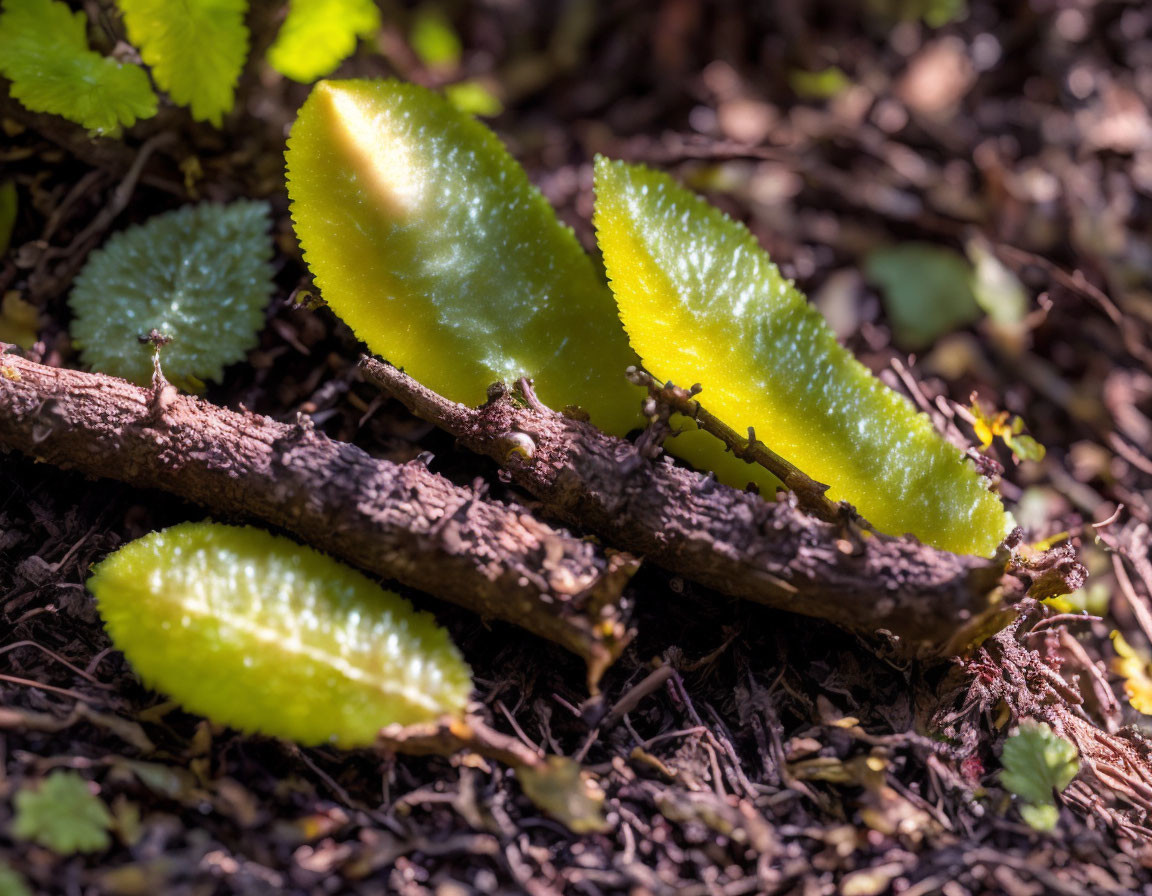 Vibrant green plants around textured fallen tree branch in sunlight