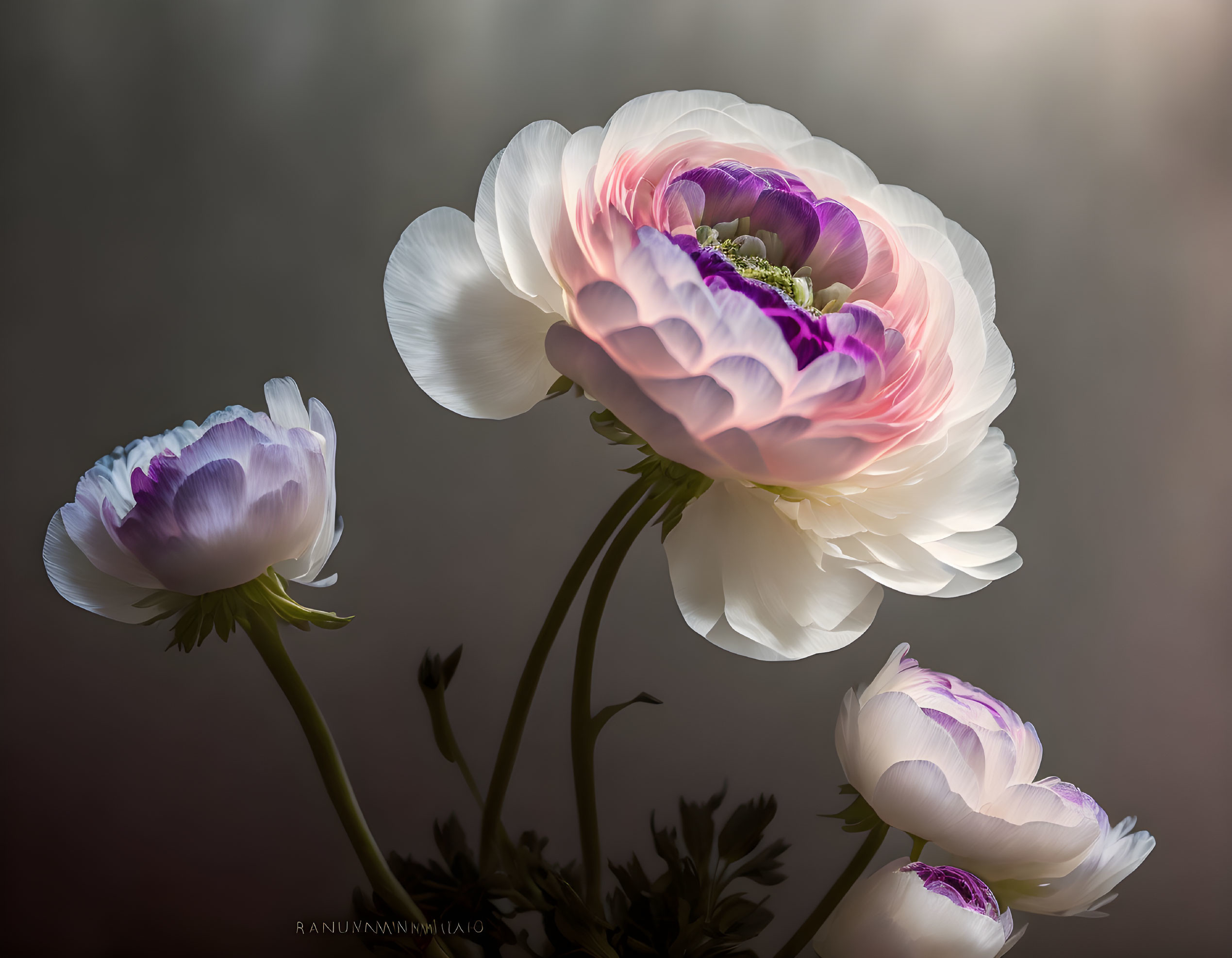 White and Purple Ranunculus Flowers with Soft Lighting on Muted Background