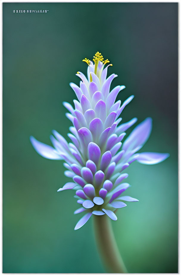 Purple and White Gradient Flower Close-Up on Bokeh Green Background
