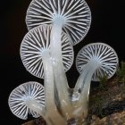 Translucent white-capped mushrooms with glistening edges on dark background