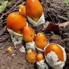 Vibrant orange-capped mushrooms on mossy forest log