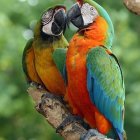 Colorful Parrots Perched on Branch in Lush Green Setting