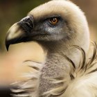 Colorful Beaded Jewelry Adorns Vulture Close-Up