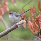 Colorful bird perched on branch with pink blossoms and flying companion