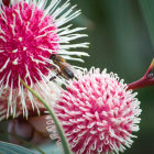 Pink and White Bell-Shaped Flowers with Frilly Edges on Soft-Focus Green Background