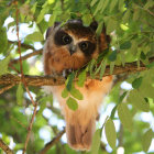 Colorful Stylized Owl Illustration Perched on Branch