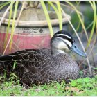 Colorful Duck Resting by Pond with Lily Pads and Flowers