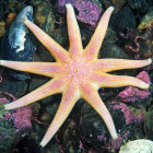 Colorful Starfish Surrounded by Underwater Life