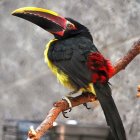 Colorful Toucan with Yellow Beak on Branch