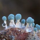 Glowing mushrooms and water droplets on mossy surface