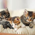 Four colorful kittens with blue eyes in a field of blooming flowers under a cloudy sky