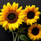 Three vibrant sunflowers on dark wooden background