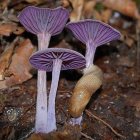 Whimsical mushroom village in misty forest landscape