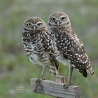 Three realistic owls on vibrant flowering branches in dreamy blue sky