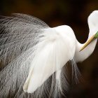 White Egret Bird with Vibrant Peacock Feather-Like Tail Against Dark Background