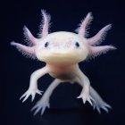 Whimsical pink amphibian creature with coral-like appendages on dark backdrop