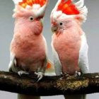 Colorful Cockatoos with Peachy Feathers and Orange Crests Perched on Branch