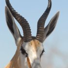 Anthropomorphic gazelle with gold and blue patterns on face and horns