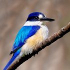 Blue and White Kingfisher on Brown Branch with Soft Background