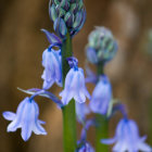 Blue Flowers with Delicate Petals and Prominent Stamens on Tall Green Stalks