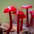 Colorful red mushrooms, white flowers, and fairy creatures in soft-focus nature scene