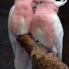 Illustrated Pink Parrots Cuddling on Vibrant Branch