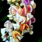 Delicate Pink and White Fuchsia Flowers on Dark Background