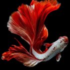 Lavish Goldfish Artwork with Fiery Tail on Black Background