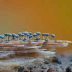 Bioluminescent mushrooms with water droplets on golden background