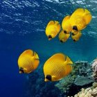 Vibrant underwater scene with yellow fish, blue whale, and coral reefs