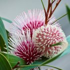 Stylized pink and white floral blooms with green leaves.