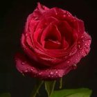 Vibrant red rose with dewdrops and blue water beads on petals against dark background