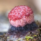 Pink and White Flowers with Yellow Centers Surrounded by Mushrooms and Moss