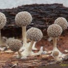 Translucent mushrooms with delicate gills in golden sunlight