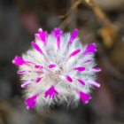 Colorful glowing flower with luminescent orbs in mystical forest