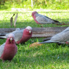 Vivid Cartoon Birds on Branch with Colorful Plumage